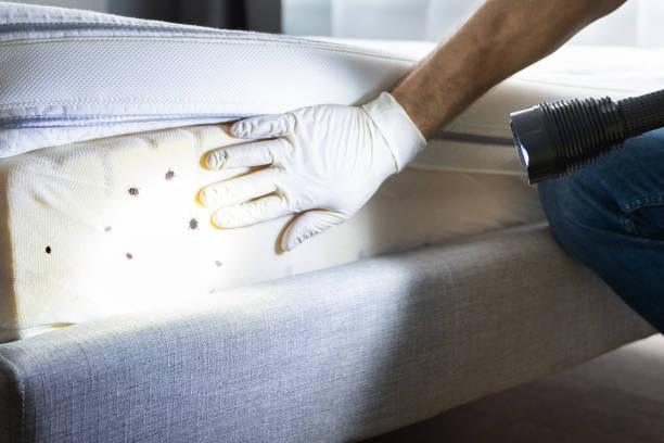 Best Bed Bug Extermination  in Bullard, TX