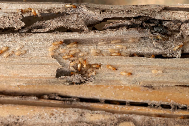 Best Pest Control for Businesses  in Bullard, TX